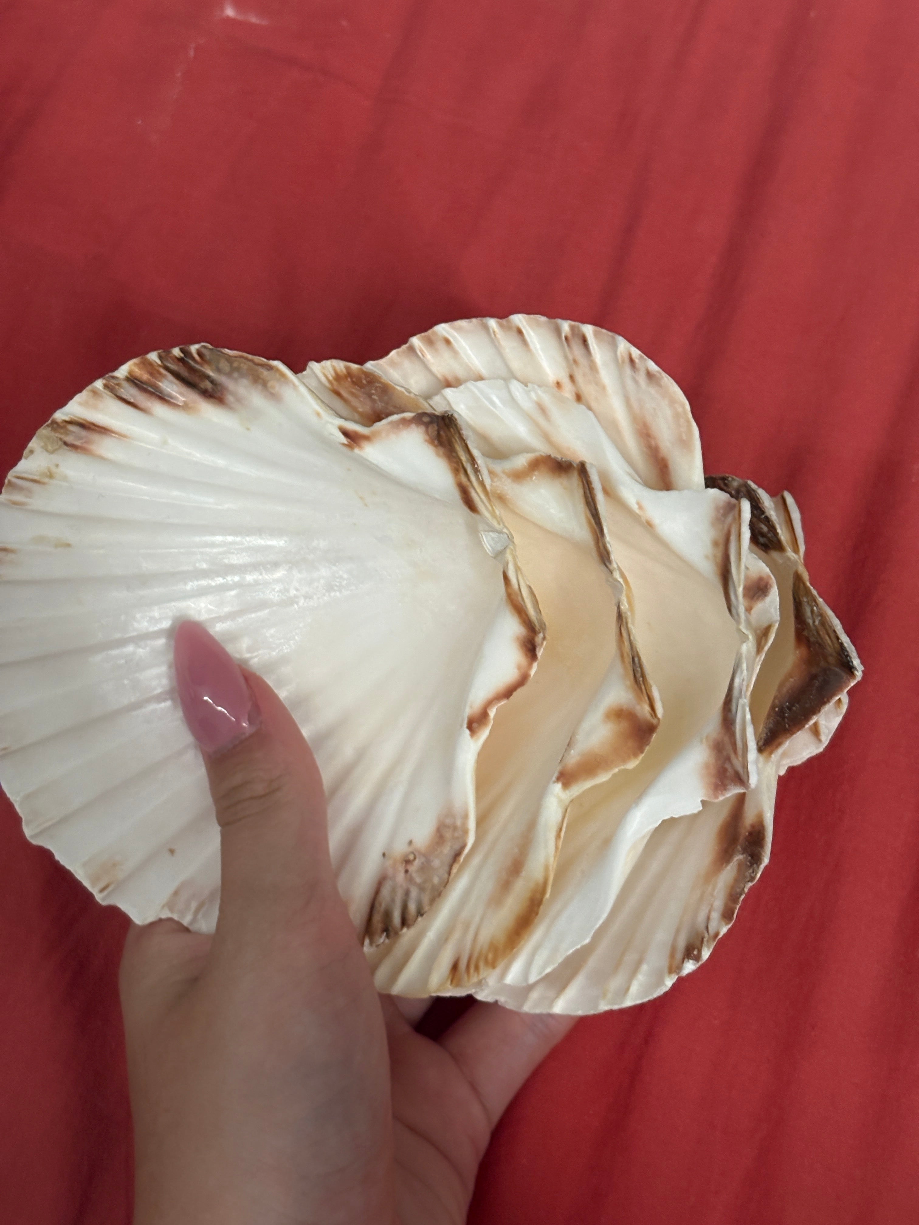 Coquille saint Jacques